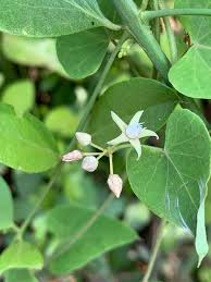 Image result for Cynanchum mossambicense