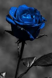 Most Beautiful Black And Blue Roses Sementes De Flores Sementes De Orquideas Rosas Pretas
