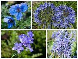 Small blue spring flowers uk. Blue Flowers For Your Garden Saga