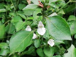 Image result for Isoglossa