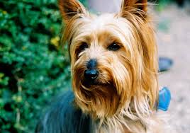 Terrier haben allgemein eine für hunde hohe lebenserwartung von mehr als zehn jahren. Hunderassen Yorkshire Terrier
