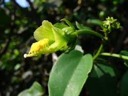 Image result for Pavonia leptocalyx