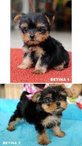 Jual Anjing Yorkshire Terrier Super Mini Anjing Dijual Anjingkita Com Http Www Anjingkita Com Wmview Php Artid 21274 Yorkshire Terrier Terrier Yorki