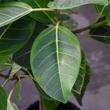 Image result for F kus Ficus