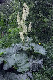 Image result for Rheum