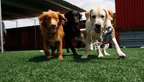 Artificial turf for dogs eliminates food for bugs, so they migrate elsewhere. Wholesale Artificial Grass Synthetic Turf Polyturf Inc Polyturf Synthetic Turf For Dogs Runs And Dog Parks