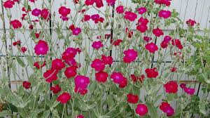 Candle larkspurs are perennials with some of the tallest flowers in the garden. How To Grow Rose Campion A Cottage Garden Favorite Dengarden