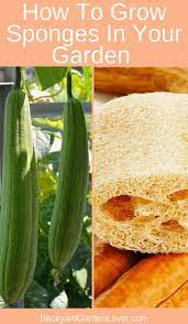 How To Grow Luffa Gourds And Get Natural Sponges Too Organic Gardening Tips Home Vegetable Garden Organic Vegetable Garden