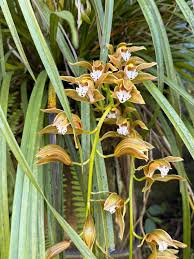 Image result for Abrus melanospermus