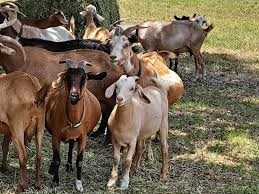 Kiko Goats – orderlivestock.com 