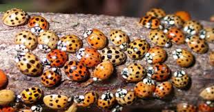 You Probably Think Those Are Just Ladybugs In Your House The Truth Is Much More Dangerous Ladybug Ladybug House Asian Beetle