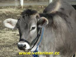 Esmer Montofon Brown Swiss Sigiri Www Veteriner Cc Hayvanlar Veterinerler Esmerler