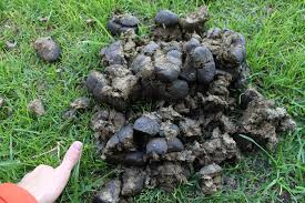 Image result for pile of poop