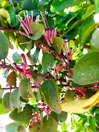 Image result for Eulophia hirschbergii