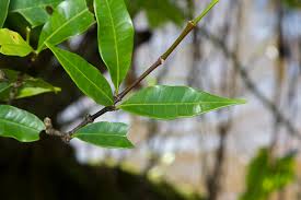 Image result for Malouetia