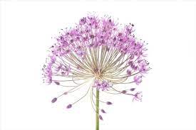 Allium Flower 2011 Archival Pigmented Print On Watercolor Paper 24 X 35 Inches Wasserfarbenblumen Blumen Blumen Gemalde
