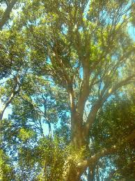 Image result for Scolopia mundii