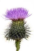 Although there is no official. National Flower Of Scotland