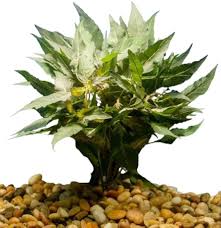 Image result for Hygrophila cataractae