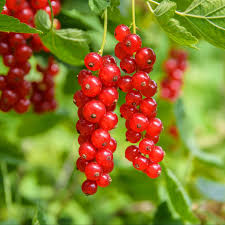 Schneide viel zu lange äste ein wenig zurück. Johannisbeeren Schneiden Diese Drei Fehler Zerstoren Ihnen Die Ernte Wohnen