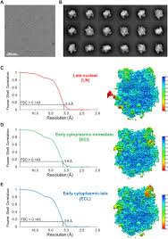 K2 radar detector uses and its benefits cannot be emphasized enough and it is always wise of you to research on the different products available to know the best for your vehicle. Tightly Orchestrated Rearrangements Govern Catalytic Center Assembly Of The Ribosome Biorxiv