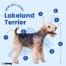 Image result for lakeland teriér