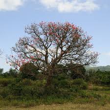 Image result for Erythrina abyssinica × lysistemon
