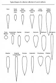 carrot chart tips for growing carrots growing carrots