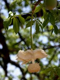 The generic name honours michel adanson, the french. Adansonia Digitata Baobab Flower Baobab Monkey Bread Tree Kremetartboom S A No 467 Tropical Garden Plants Tree Illustration