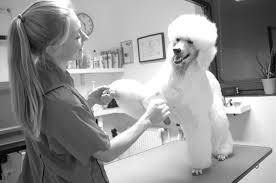 Mira Bella Hundesalon