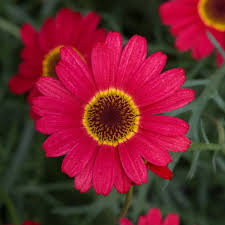 Image result for Helichrysum argyranthum