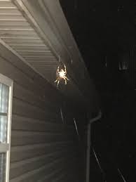 Pin By Lissa Leak On Spiders And Webs Ceiling Fan Decor Home Decor
