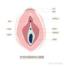 阴蒂