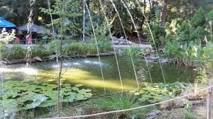 La moment în colecția grădinii zoologice sunt peste 1000 de animaale de diferite specii de pe toate continentele, chiar și din antarctida. Gradina Zoologica Timisoara Romania Picture Of Carpat Zoo Timisoara Tripadvisor