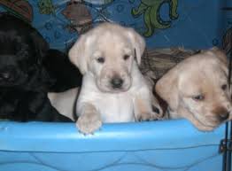 Puppyfinder.com is your source for finding an ideal labrador retriever puppy for sale in indiana, usa area. Labrador Retriever Puppies For Sale For Sale In Lafayette Indiana Classified Americanlisted Com