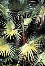 Image result for Acoelorrhaphe wrightii