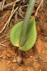 Image result for Eriospermum porphyrium