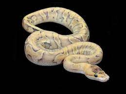 Champagne Enchi Ball Python Pet Snake Ball Python Cute Reptiles