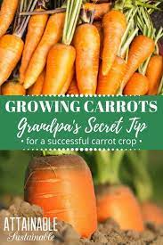 Growing Carrots Can Be A Bit Difficult They Re Persnickety Luckily My Grandpa Taught Me This Tric Growing Carrots From Seed Growing Carrots Carrot Gardening
