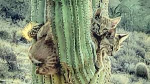 With a cactus, in a pot, on a windowsill. Arizona Native Sees Bobcats On Cactus In Apache Junction