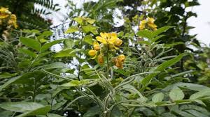 Image result for Senna hirsuta