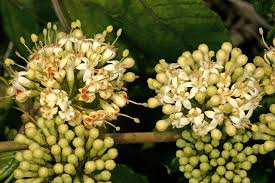 Image result for Keetia