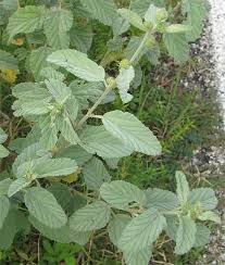 Image result for Waltheria indica