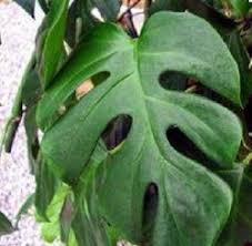 Cegah Kanker Dan Tumor Daun Ekor Naga Bisa Dimanfaatkan Sriwijaya Post