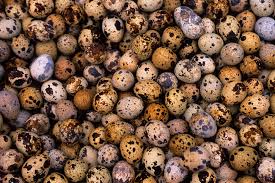 Jul 05, 2021 · need a solution to the crossword clue 'quail group' that published on 5 july 2021 by the sun two speed? Quail The Quieter Back Yard Egg Option The New Yorker