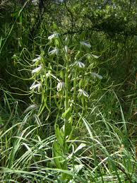 Image result for Bonatea