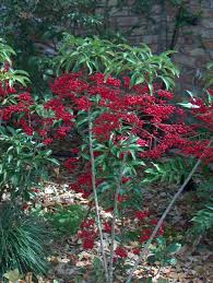 Image result for Ardisia staudtii
