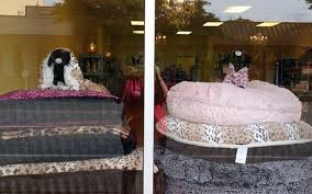 get quote call now get directions. The Family Pet Boutique La Porte Tx Alignable