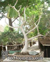 Image result for Ficus fischeri