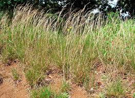 Image result for Andropogon eucomus